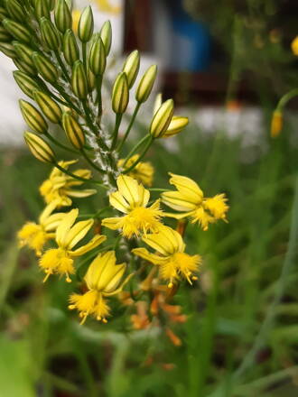 Bulbinie medicus (Bulbinie frutescens) Jagavka keříčkovitá