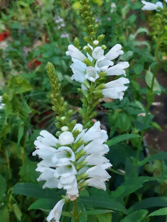 Řetězovka viržinská  (- Physostegia virginiana )´Želví hlavičky