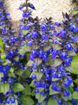 Zběhovec plazivý (Ajuga reptans) Atropurpurea