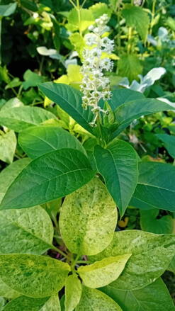 Líčidlo jedlé ( Phytolacca esculenta)