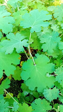 Makleja srdčitá   (Macleaya cordata)
