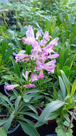  Dračík  (Penstemon hartwegii)