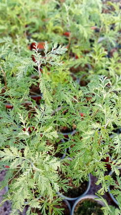 Pelyněk brotan přírodní (Artemisia abrotanum )
