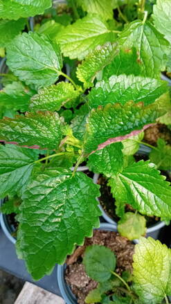 Meduňka lékařská  Limoncello - Melissa officinalis