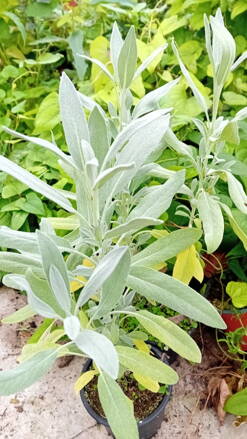Šalvěj lékařská s marcipánovou vůní!  (Salvia officinalis Mandala silver).