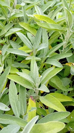 Šalvěj lékařská  (Salvia officinalis ) Šalvěj lékařská  (Salvia officinalis )