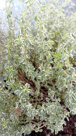 Mateřídouška citronová"Silver Queeni" (Thymus citriodorus Silver Queen´).