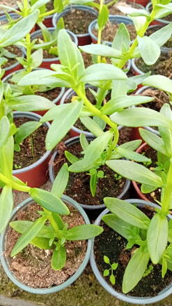 Catinga de mulata (Aeollanthus suaveolens) Catinga de mulata (Aeollanthus suaveolens)