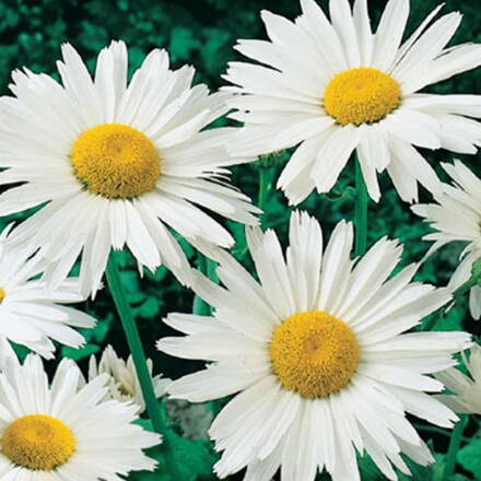 Kopretina velkokvětá (Leucanthemum maximum)