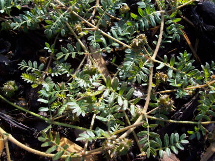  Kotvičník zemní(Tribulus terrestris). 