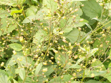 Krtičník hlíznatý (Scrophularia nodosa). 