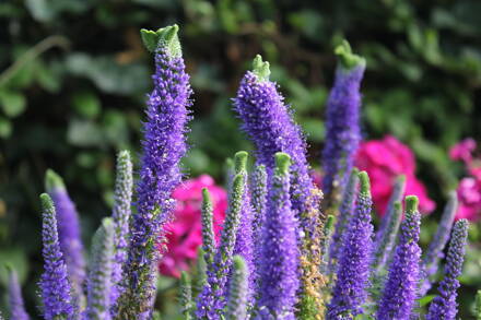 Rozrazil klasnatý (Veronica spicata Christa)