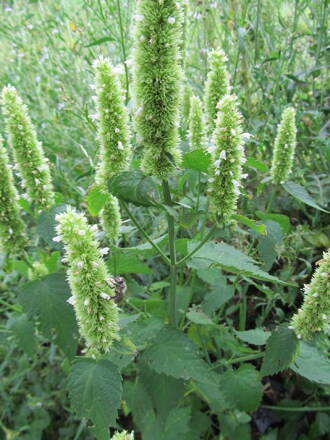 Agastache vrásčitá - bílá (Agastache rugosa). 