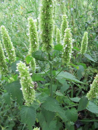 Agastache vrásčitá (Agastache rugosa). 