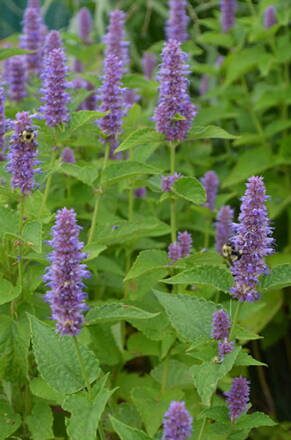 Agastache vrásčitá - fialová (Agarache rugoza) . 