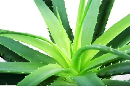 Aloe 