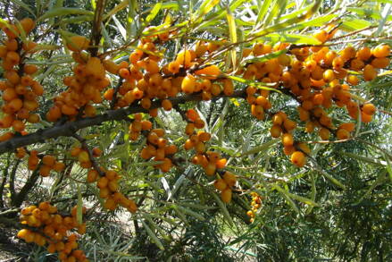 Rakytník řešetlákový (Hippophae rhamnoides)-"ANANASNÁ" , samice