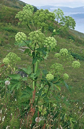 Andělika lékařská (Angelika officinalis).