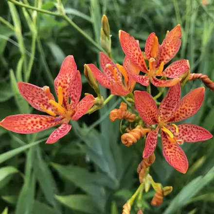 Anginovník čínský (Belamcanda chinensis).