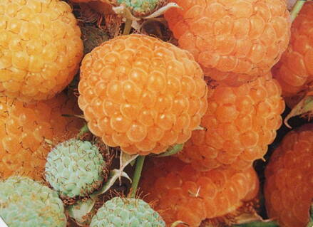 Malina Valentina žluto - oranžová  stáleplodící - (Rubus idaeus) VALENTINA