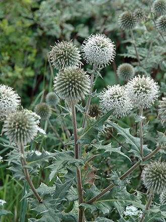 Bělotrn kulatohlavý (Echinops sphaerocephalus)