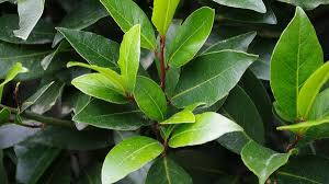 Bobkový list (Laurus nobilis). 