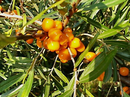 Rakytník řešetlákový (Hippophae rhamnoides) - Botanika  - samice