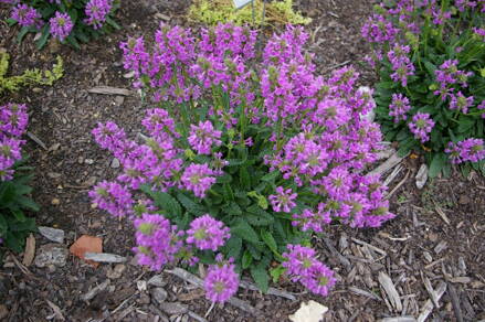 Bukvice lékařská (Stachys officinalis) .