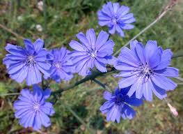 Čekanka obecná (Cichorium intybus). 