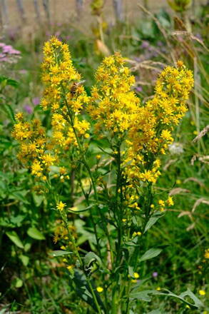 Celík zlatobýl (Solidago vigaurea) Celík zlatobýl (Solidago vigaurea)
