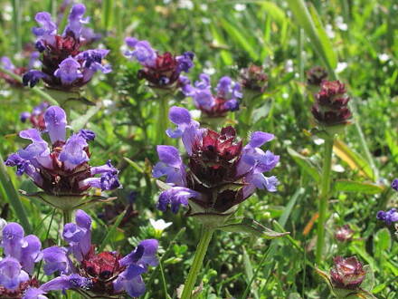  Černohlavek obecný (Prunella vulgaris)