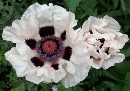 Mák východní Checkers  (Papaver orientale ) 