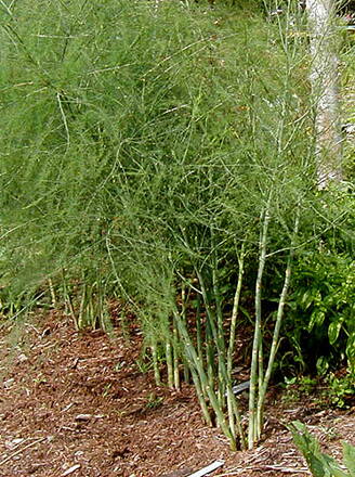 Chřest lékařský (Asparagus officinalis) Ivančický