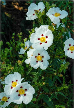Cist ladanový   (Cistus ladanifer)