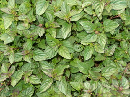 Máta citronová  ( Mentha piperita v.citrata "Citron")