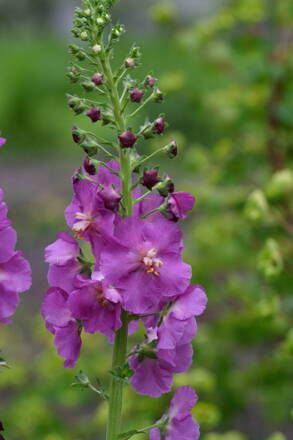 Divizna brunátná (Verbascum phoeniceum)