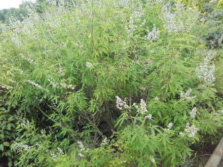 Drmek čínský též malabarský  (Vitex negundo) Drmek čínský též malabarský  (Vitex negundo)