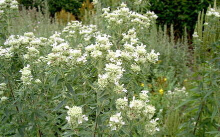 Stříbrnolistá horská americká máta  (Pycnanthemum pilosum) Silverleaf Mountain-mint