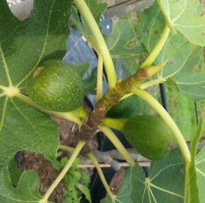 Fíkovník smokvoň ´Francuesco´  (Ficus carica´), MRAZUVZDORNÝ. 