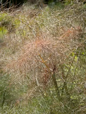 Fenykl obecný 'Smokey' ( Foeniculum vulgare smokey)