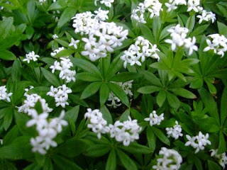 Mařinka vonná (Galium odoratum).  