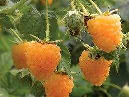 Maliník  'Golden Everest' stáleplodící (Rubus idaeus "Godlen Everest"). 