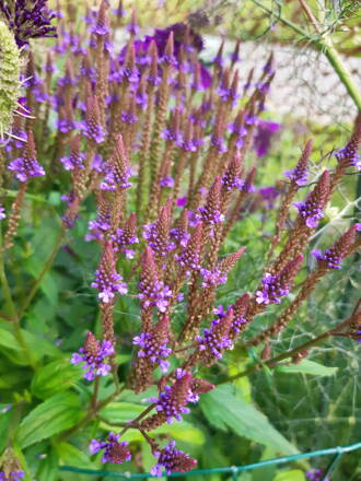 Sporýš šípový (Verbena hastata).