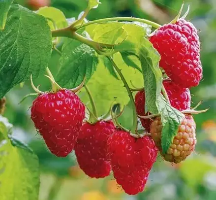 Maliník stáleplodící "HERITAGE"  (Rubus idaeus "Heritage"). 
