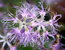 Hvozdík pyšný (Dianthus superbus). 