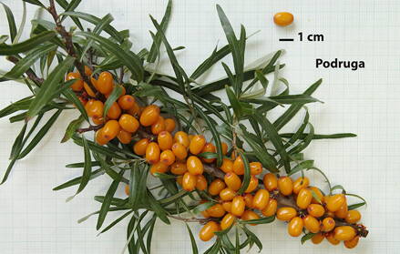 Rakytník řešetlákový Hippophae rhamnoides (L.) "PODRUGA" samice