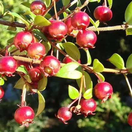 Čilská jahodová myrta (Ugni molinae) chuť jahod