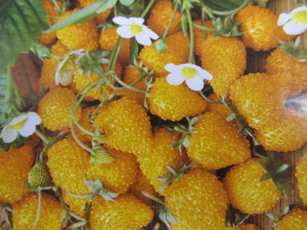 Jahodník žlutý stáleplodící"'Yellow wonder"( Fragaria vesca). 