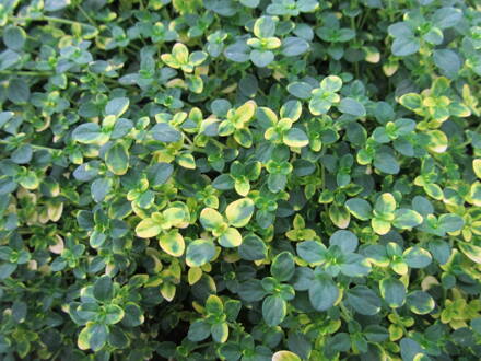 Mateřídouška citronová"Sambesi" (Thymus citriodorus ´Sambesi´).  