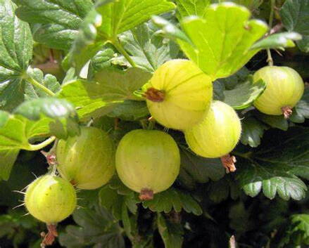 Angrešt žlutý keřový, rezistentní 'Invicta"  (Ribes uva-cripa),keřovitý,kontejnerovaný . 